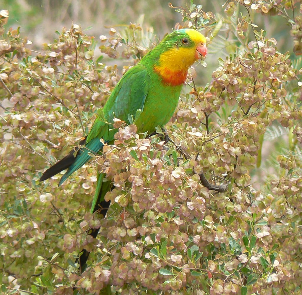 Superb Parrots in the Riverina