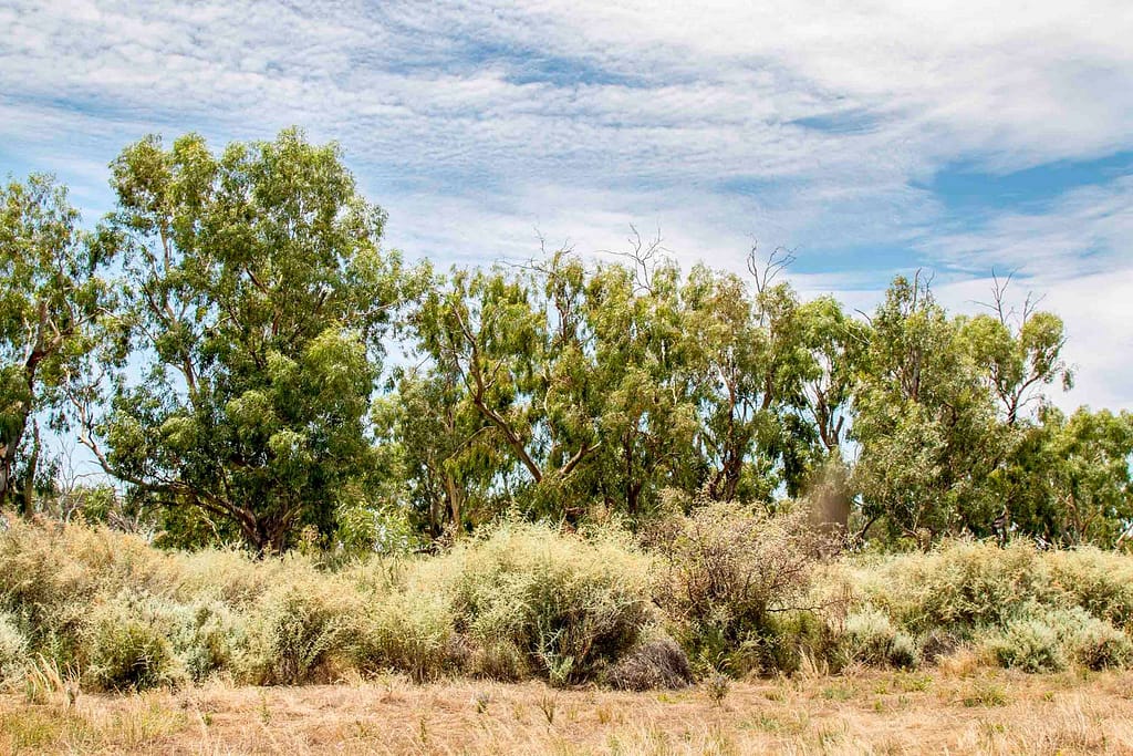 Starting from scratch:  Saving the forgotten River Red Gum remnants on the Riverine Plain