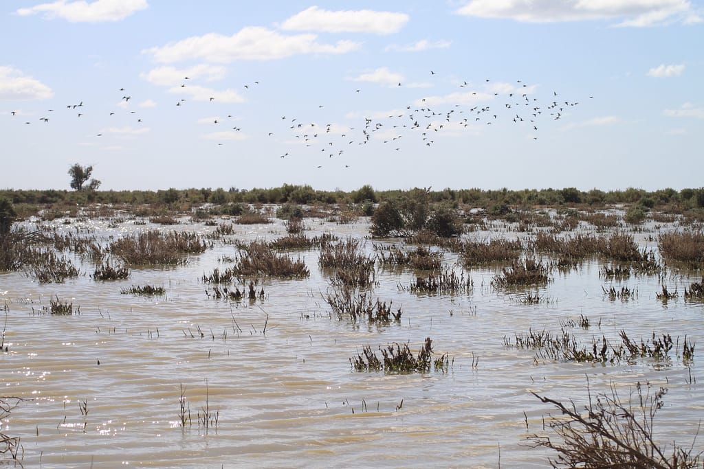 Water for Wildlife in the Rangelands