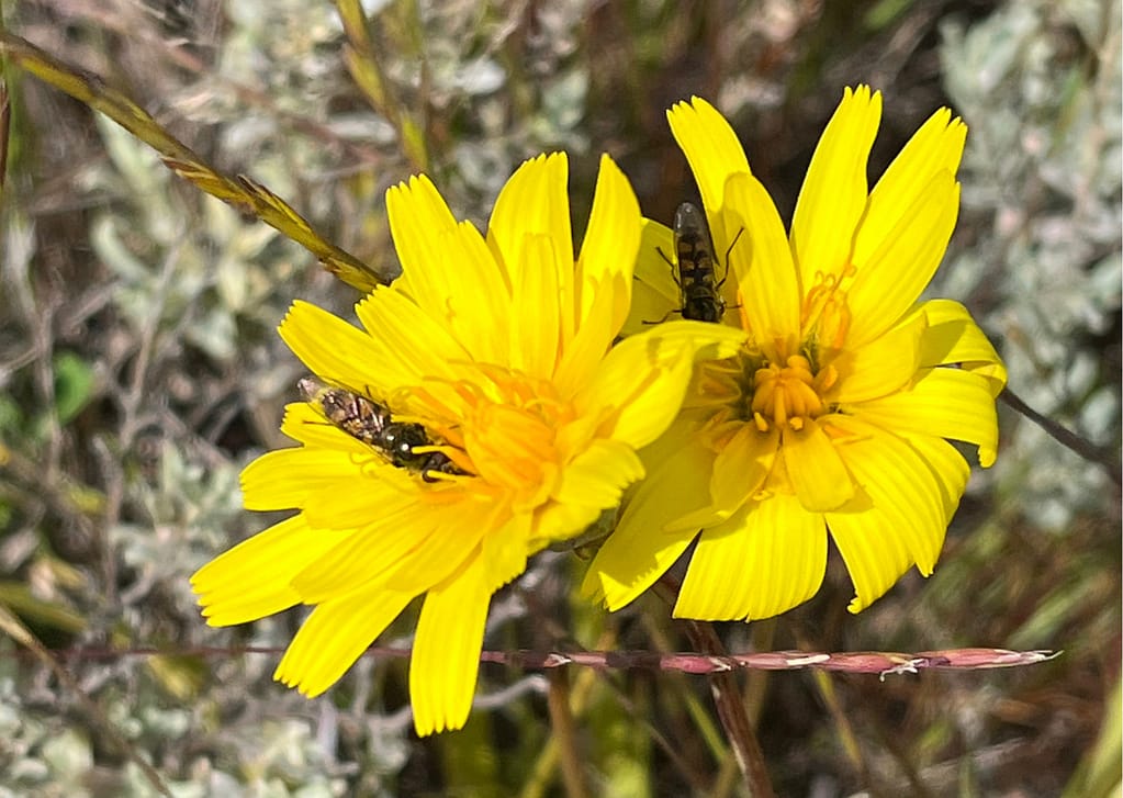 Join the buzz! Participate in Australia's Pollinator Count