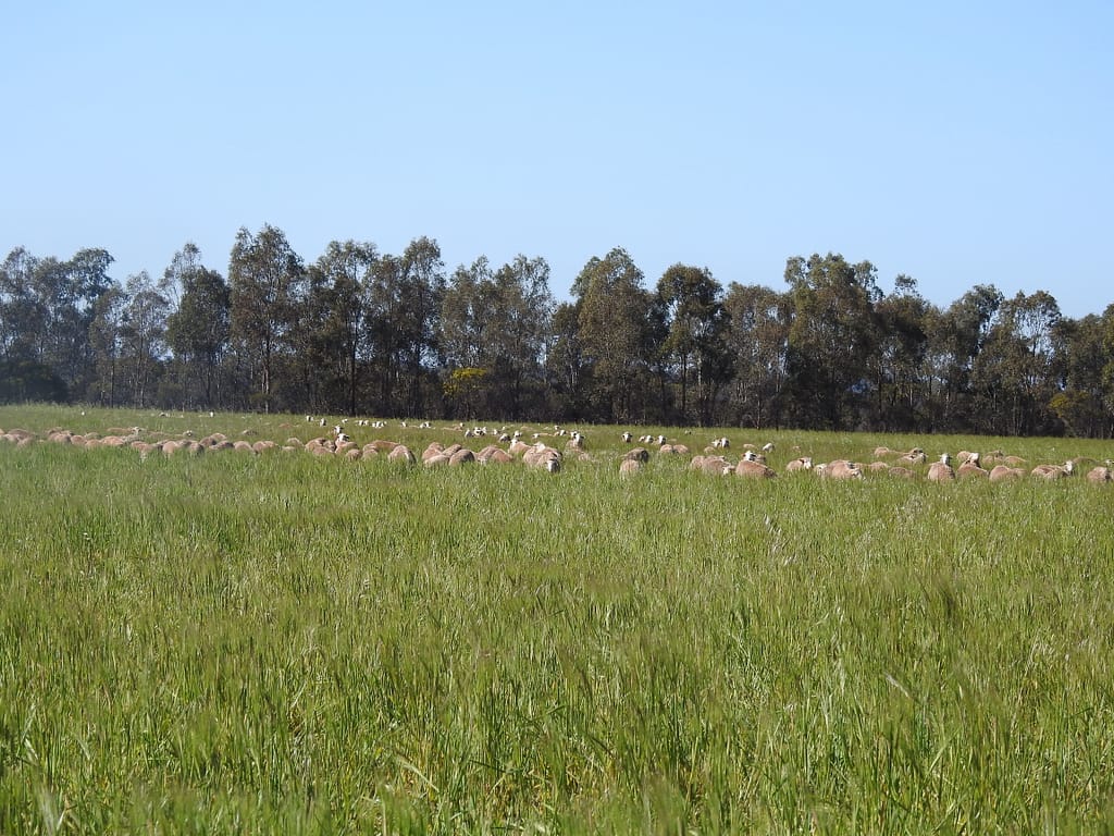 Soil health and dry climate feed production in biodiverse grazing systems