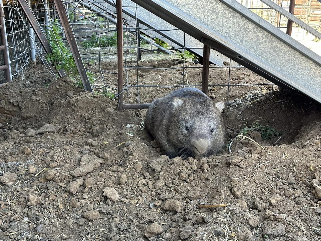 Sighting of wombats in Hay raises questions