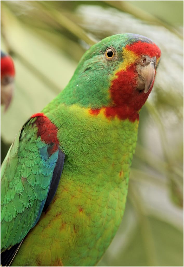 Saving Swift Parrots and threatened woodland species