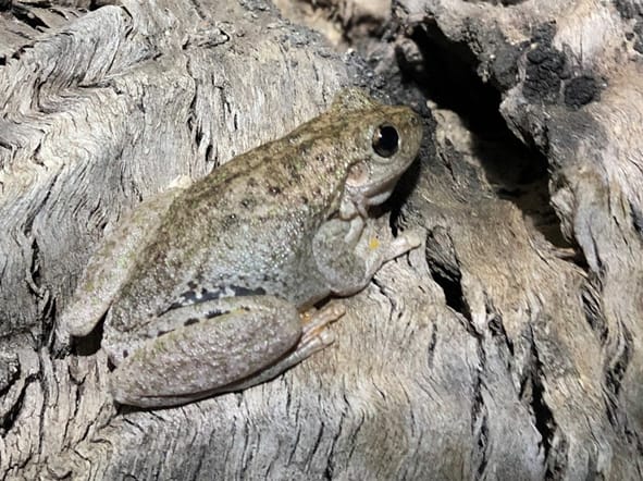 Frog surveys of Yanco Creek and tributaries and farm habitats