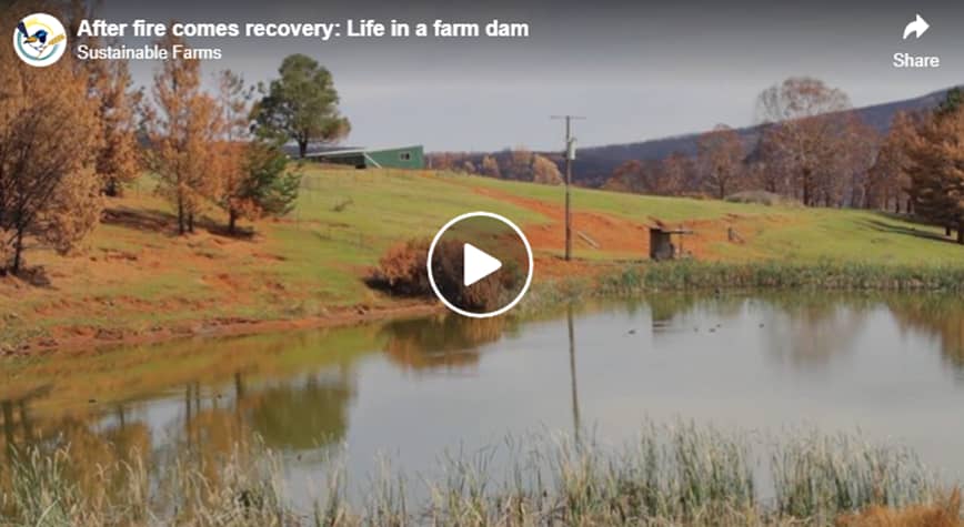 After fire comes recovery: Life in a farm dam