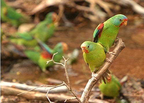 Help protect our Swift Parrots
