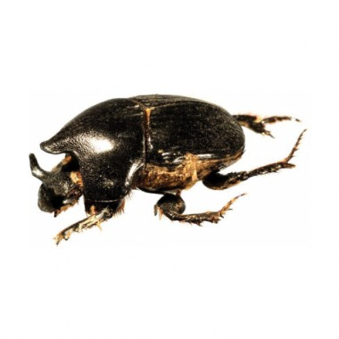 Do you know your dung beetles?