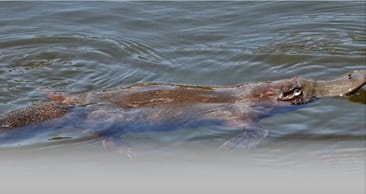 New video on the platypus and its conservation needs
