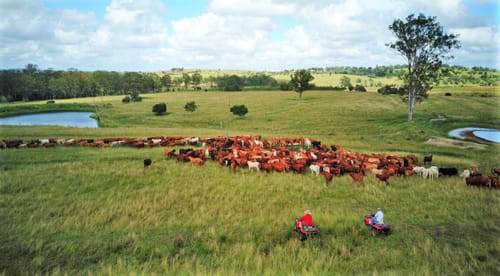 Free course: Intro to the fundamentals of grazing