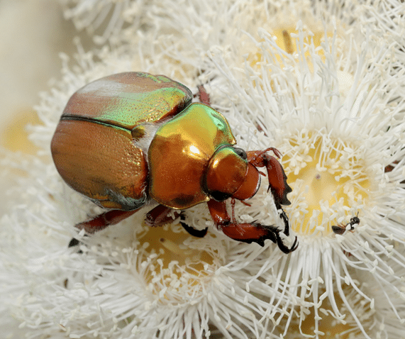 Monitoring the Christmas Beetle population
