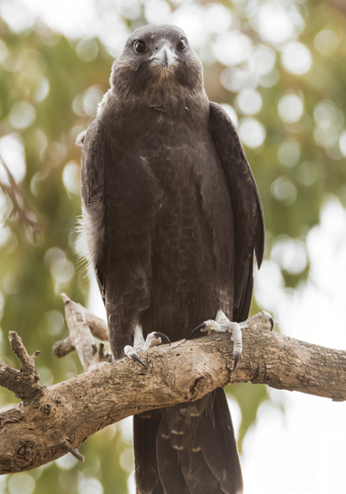 Conserving the Black Falcon